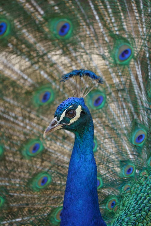 Imagine de stoc gratuită din albastru, cap, fotografie cu animale sălbatice