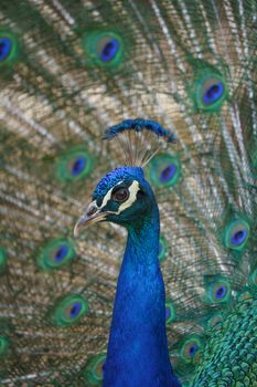 peacock photo