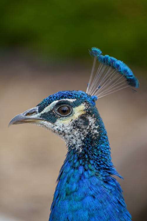 Imagine de stoc gratuită din albastru, cap, fotografie cu animale sălbatice