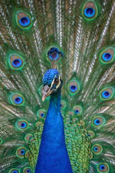 peacock photo