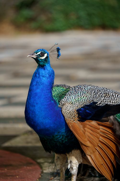 Free Close-up portrait of a colorful peacock in a Madrid park, showcasing vivid plumage. Stock Photo