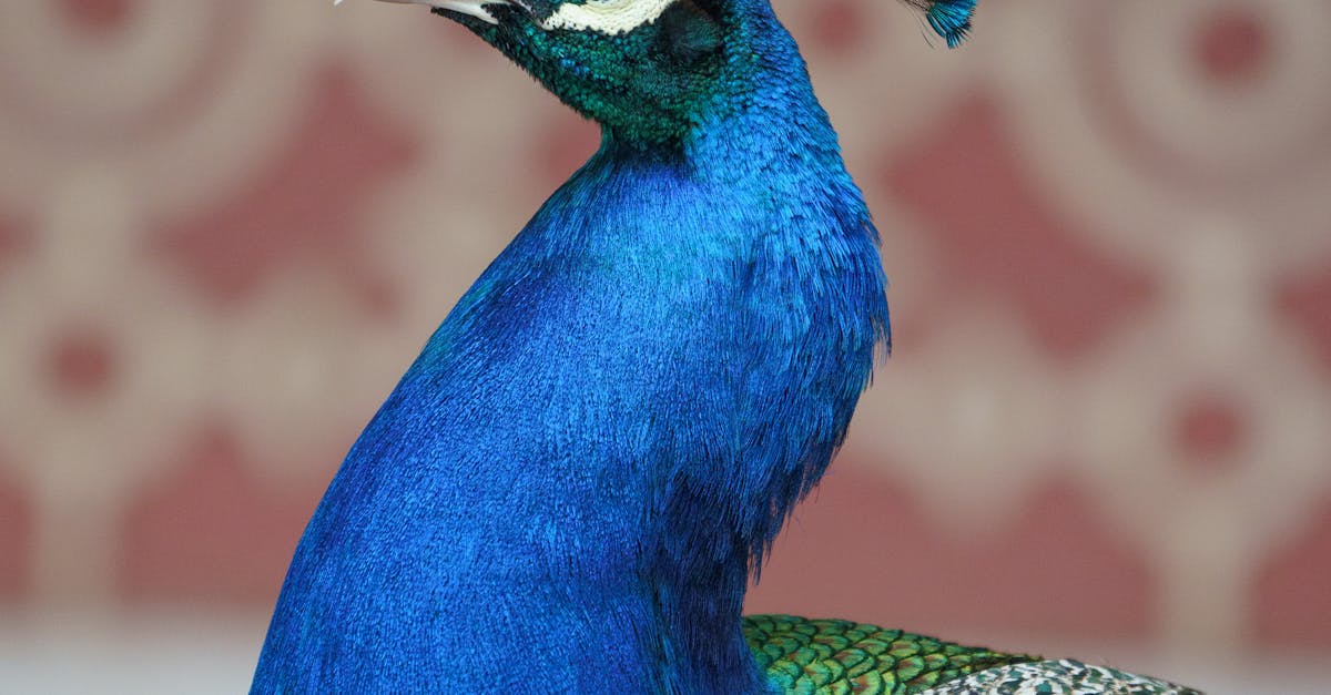 Blue Peacock Portrait · Free Stock Photo