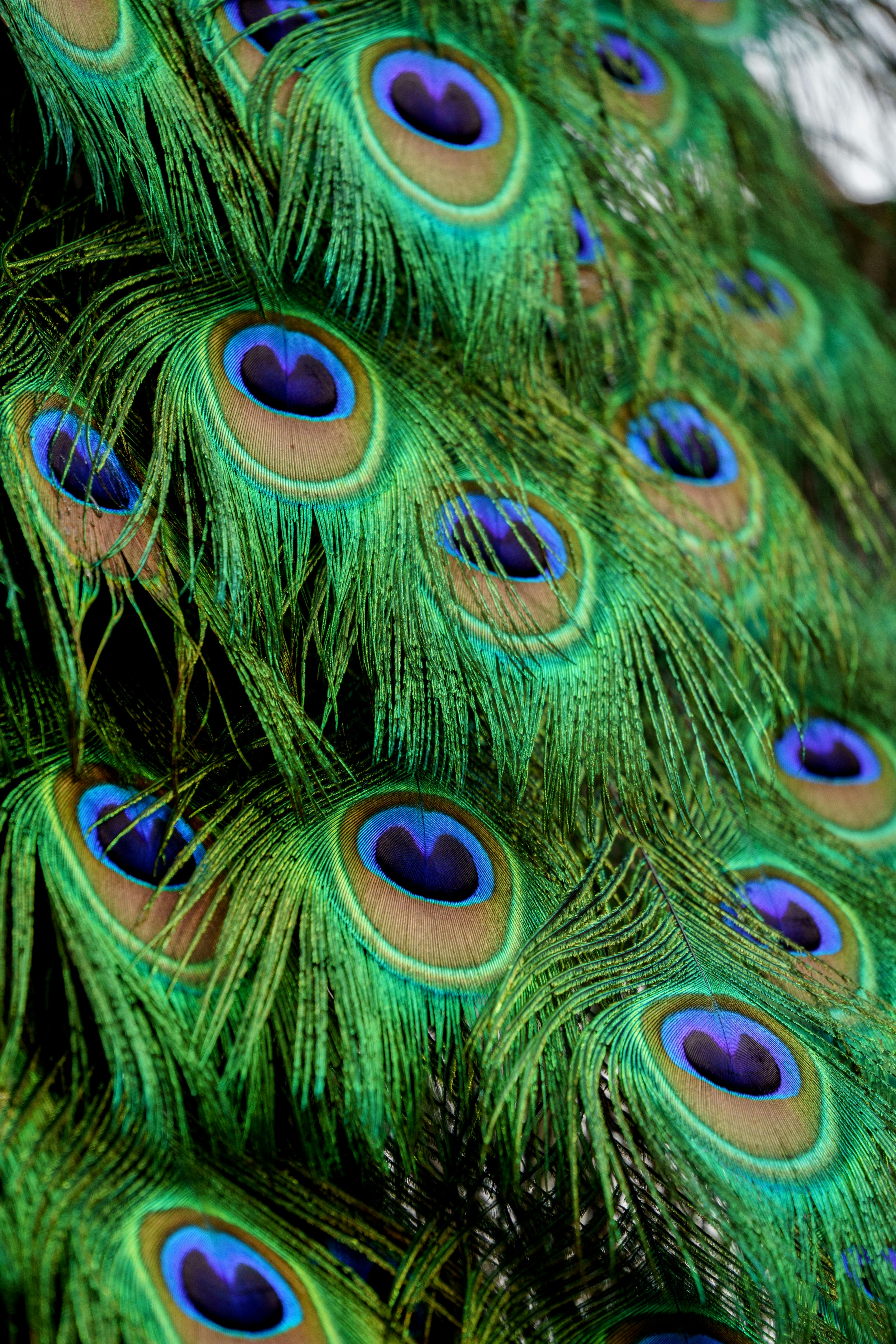 Beautiful Abstract Peacock Bird Feather Water Drops Wallpapers Birds  照片图像