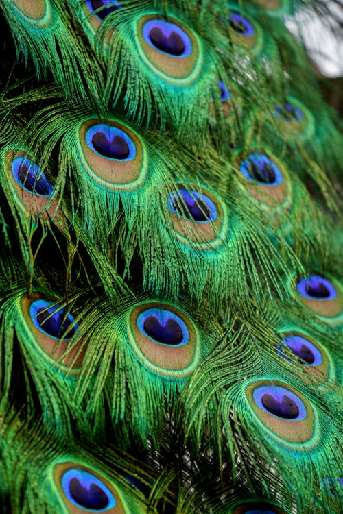 Close-up Photo of Peacock Feathers