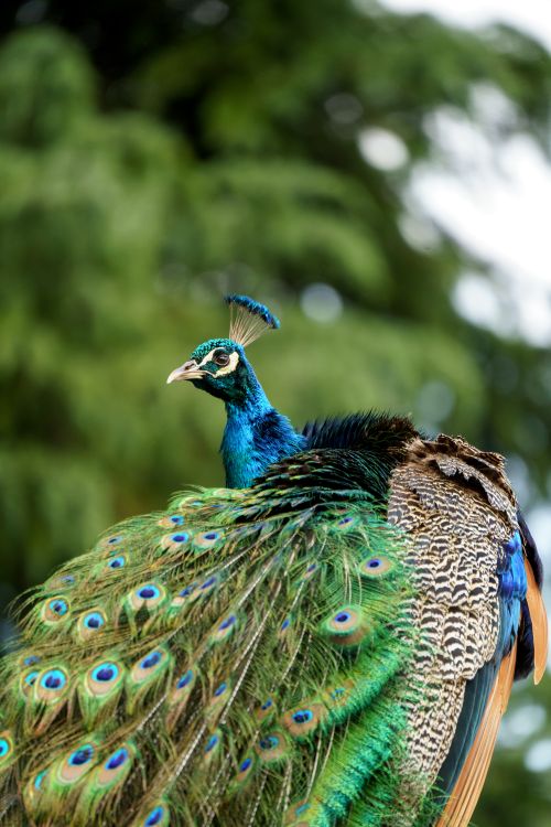 Free Elegant peacock showcasing vibrant plumage in a lush outdoor setting. Stock Photo