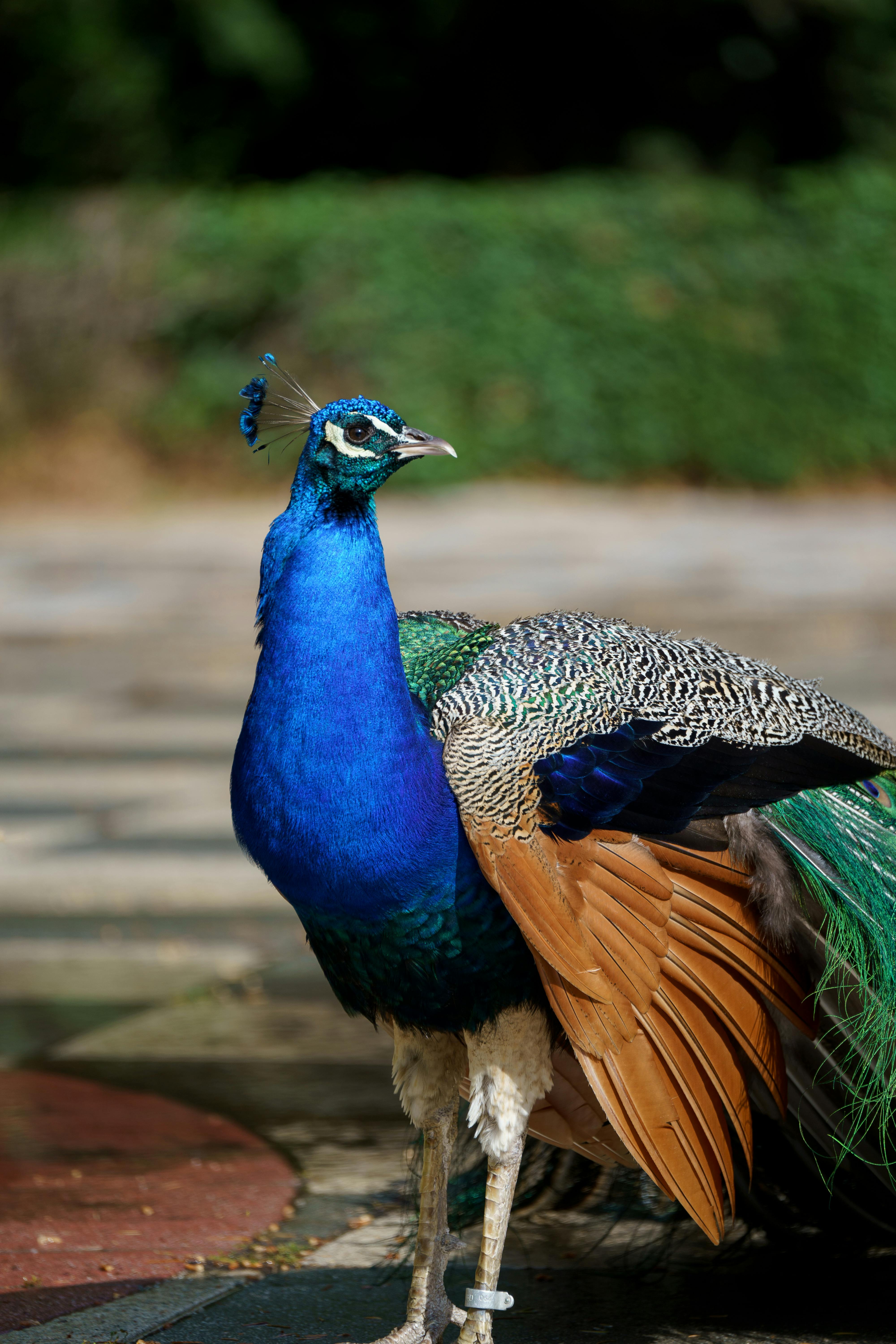 a peacock is standing on a sidewalk