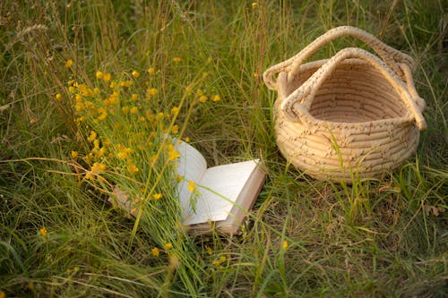 Gratis stockfoto met Bos bloemen, landelijk, ontspanning