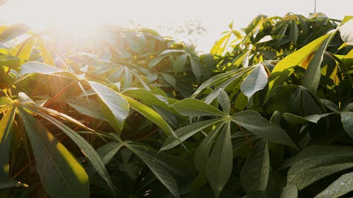 Free stock photo of early sunrise, four leaf clover, leaf through