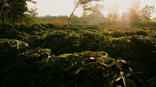 Free stock photo of early sunrise, fall leaves background, four leaf clover