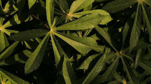 Free stock photo of dark green plants, early sunrise, green leaves