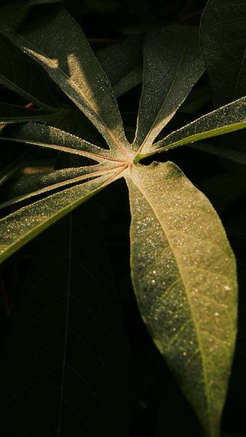 Free stock photo of dark green plants, early sunrise, green leaves