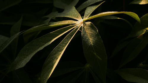 Free stock photo of autumn leaves, dark green leaves, early sunrise