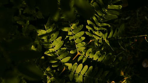 Darmowe zdjęcie z galerii z ciemnozielone rośliny, wczesny wschód słońca, zielone liście