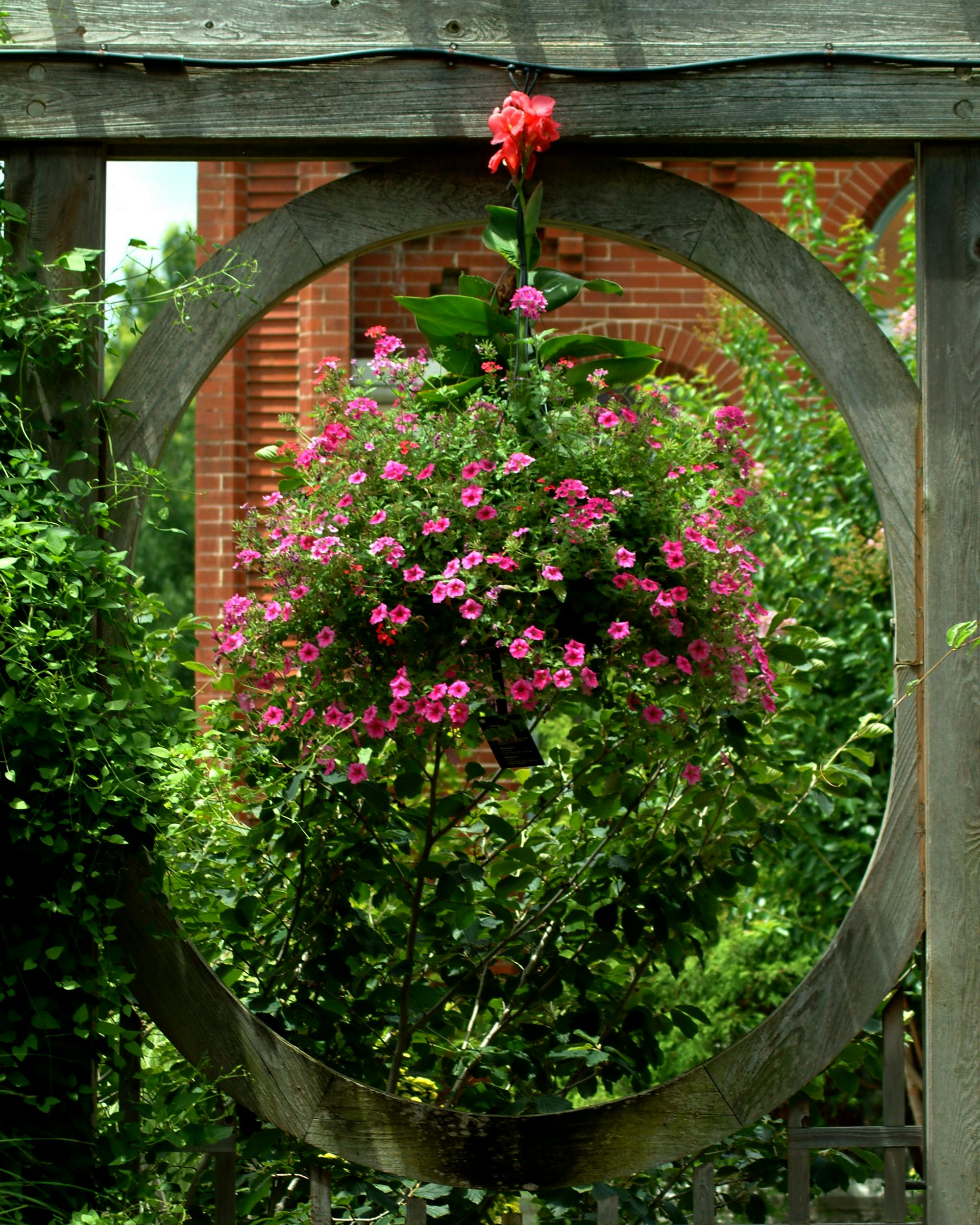 Free stock photo of beautiful flowers, hanging flowers, hanging gardens