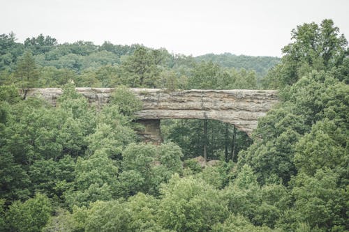 Green Trees around Stone Bridge