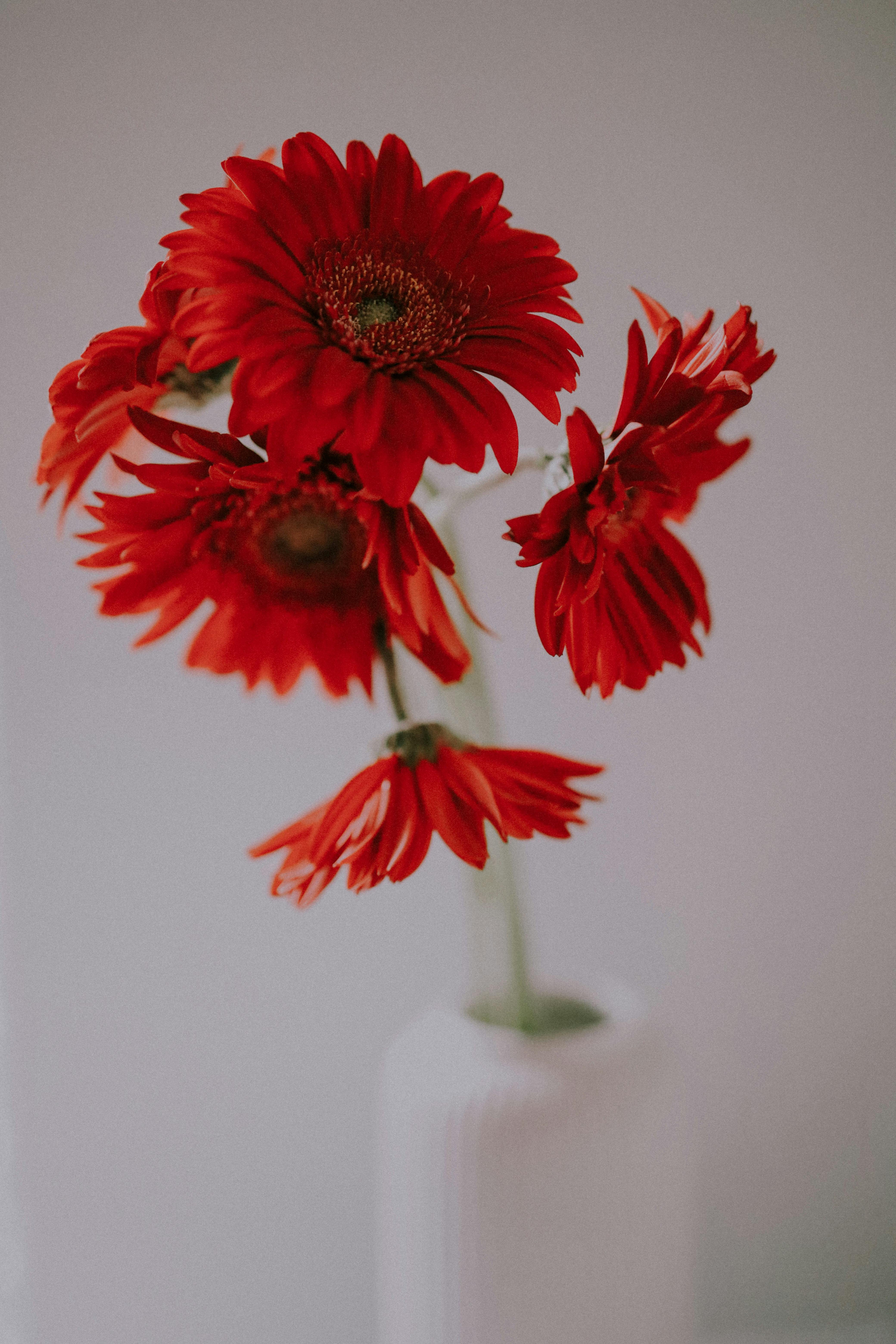 Bright red gerbera daisies elegantly arranged in a white vase, perfect for floral decor.