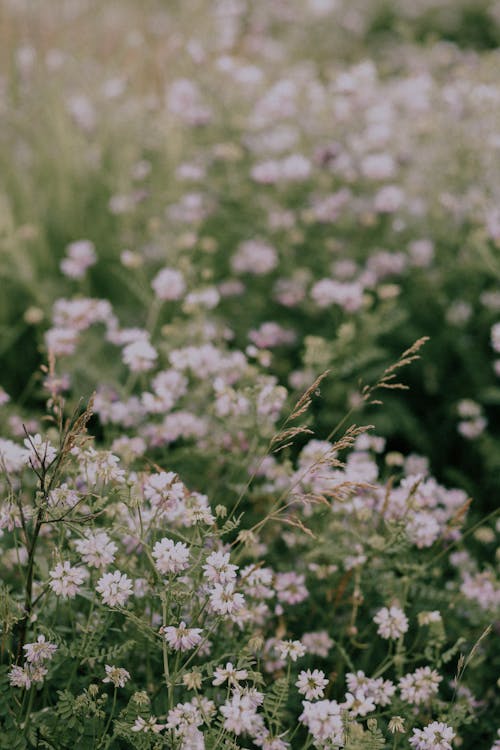 Foto d'estoc gratuïta de a l'aire lliure, bellflowers, camamilla