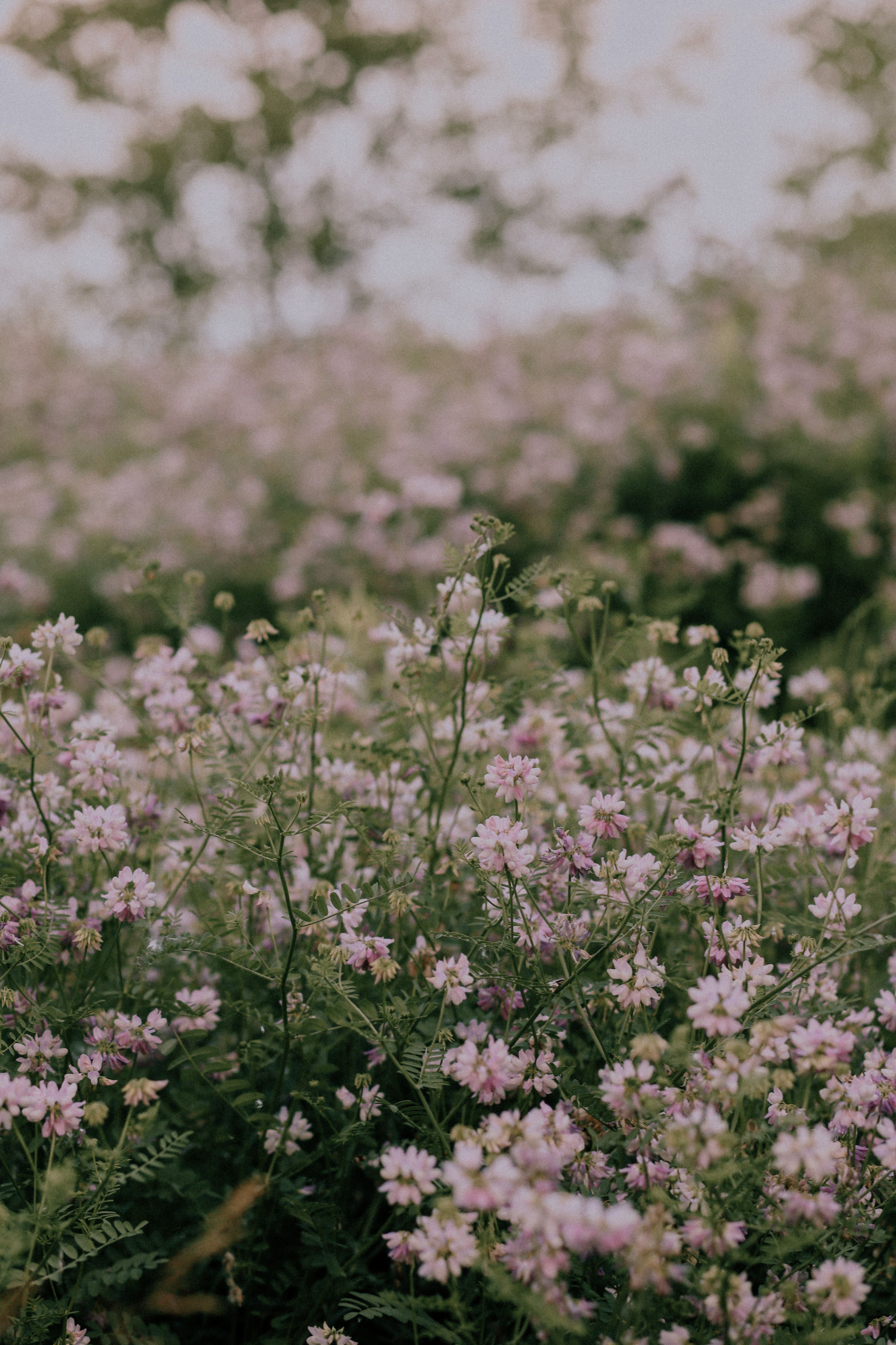 A peaceful field of pink wildflowers captured during the summer in Toronto, Canada.