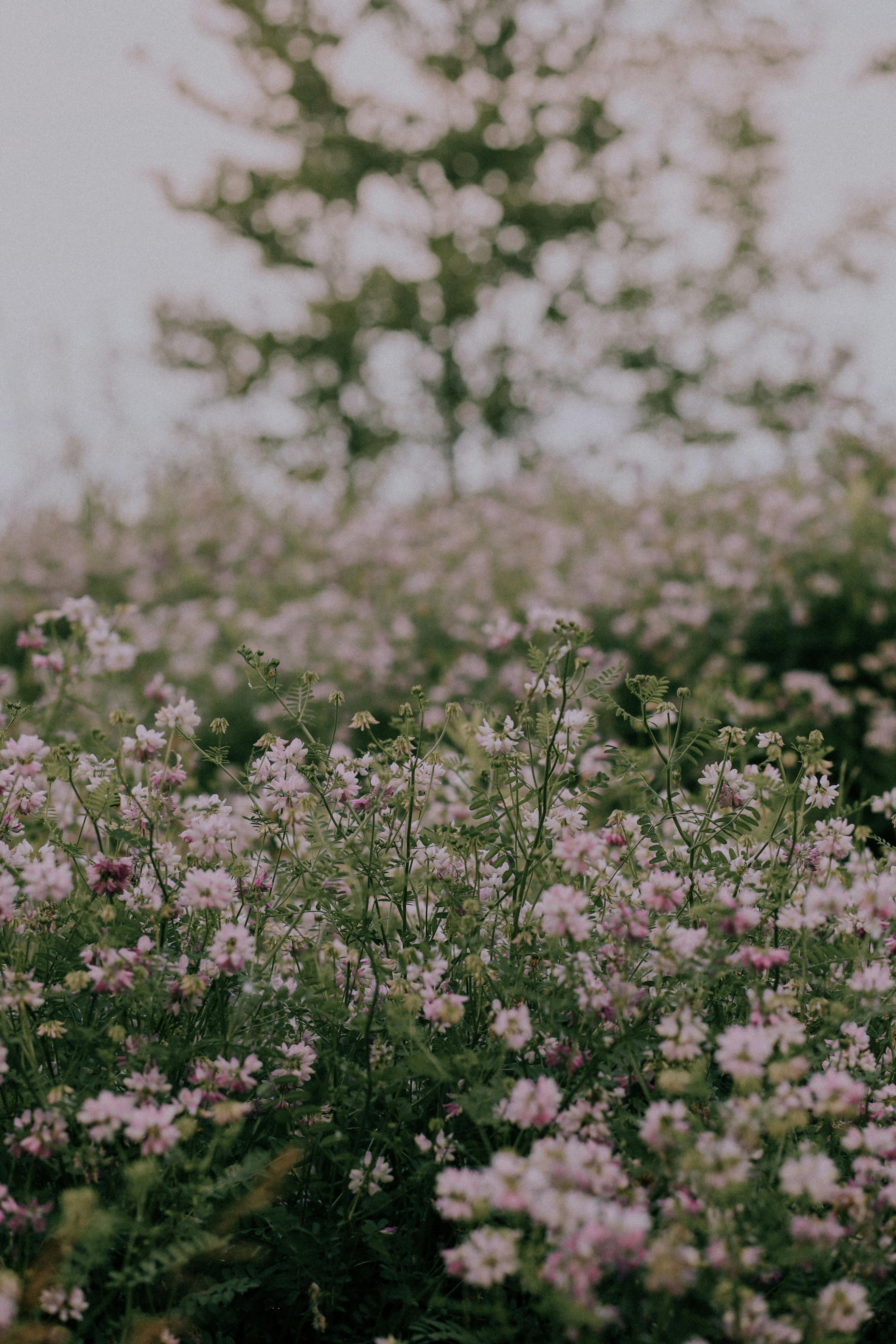 A tranquil outdoor scene featuring a lush meadow of pink wildflowers in full bloom.