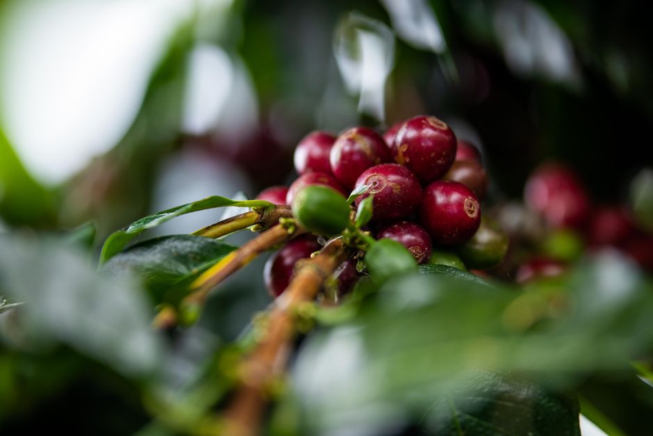 Plantations de café visite à San Marcos