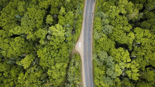 Fotos de stock gratuitas de asfalto, bosque, carretera
