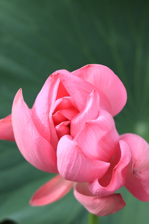 Ücretsiz bitki, çiçek, dikey atış içeren Ücretsiz stok fotoğraf Stok Fotoğraflar