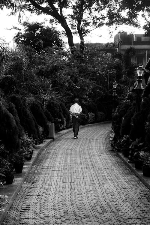 Man Walking in Alley among Trees