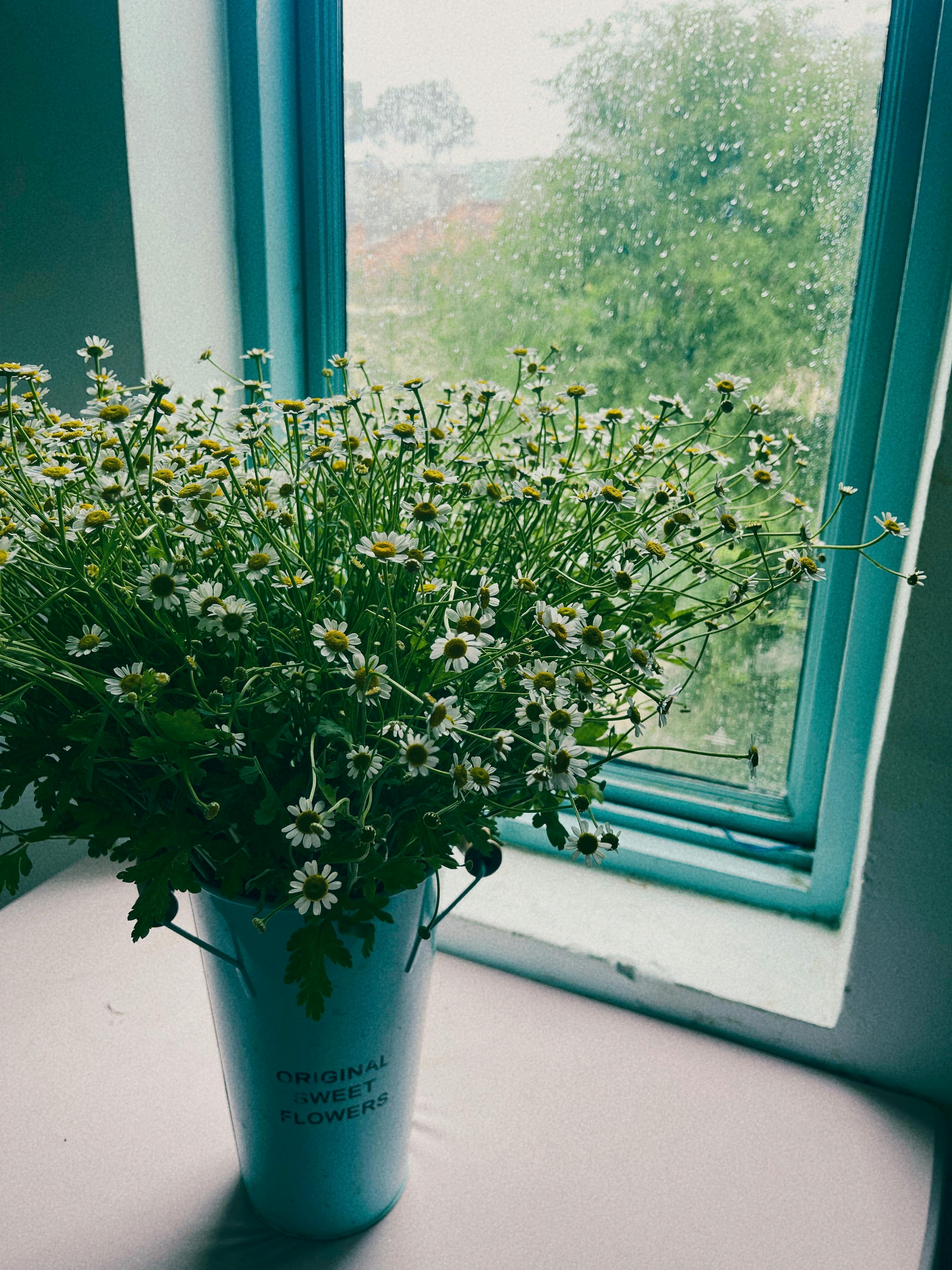 Colorful Flowers near Window · Free Stock Photo