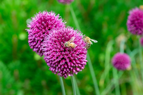 Free Two bees on a purple flower with green leaves Stock Photo