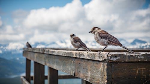 Three Whisky Jack Birds on a rail at the top of mount Washington in Courtenay, British Columbia, Canada