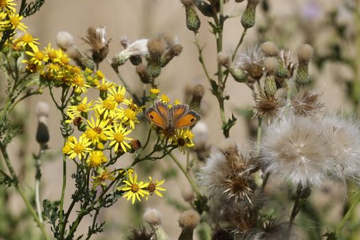Gatekeeper Butterfly Sitting on Yellow Wildflowers