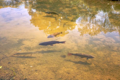 Free stock photo of carp, clear water, fish in river