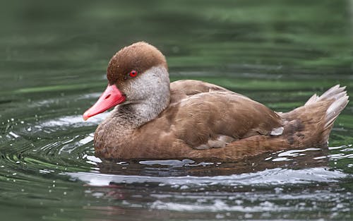 Close-Up Shot of Red-crested Pochard Swimming in Water