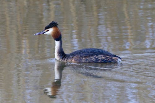 Great Crested Grebe Swimming in Water