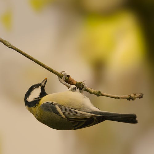 Great Tit Bird Holding on a Tree Twig Upside Down