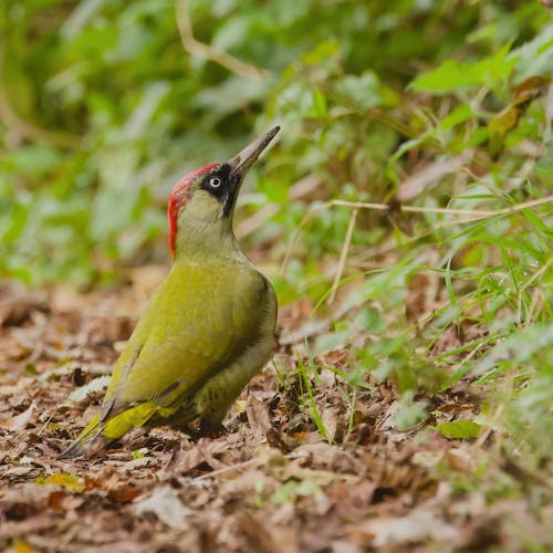 Close up of European Green Woodpecker