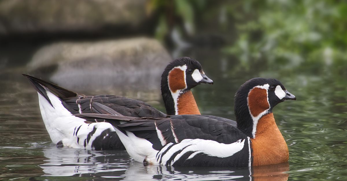 Goose Red Rocks Red-breasted Geese in Water · Free Stock Photo
