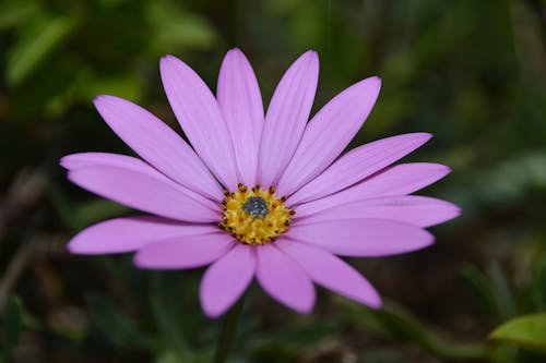 Purple Petal Flower