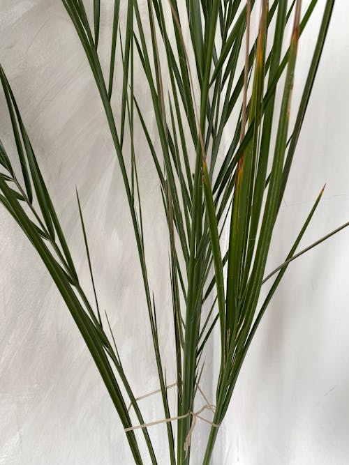 Beyaz arka plan, bitki, dikey atış içeren Ücretsiz stok fotoğraf