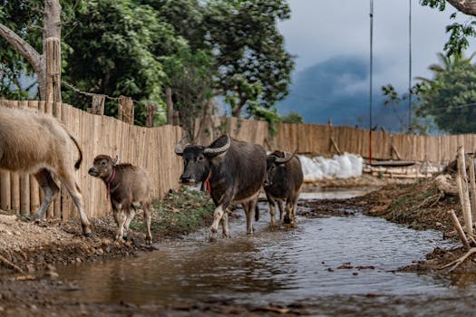 Buffaloes strolling along a muddy path in Mueang Khong, Thailand.