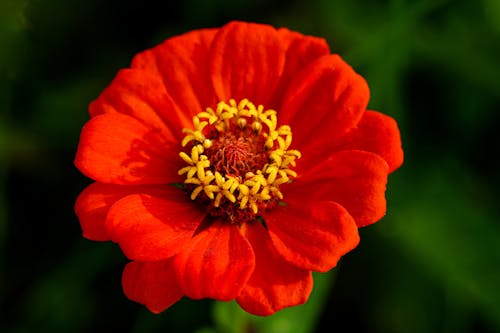 Close up of a Common Zinnia