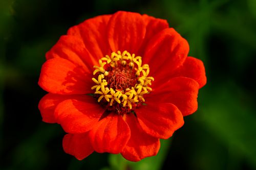 Free Close-up of a vibrant red zinnia flower showcasing intricate petal details and vivid color. Stock Photo