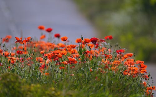 Close up of Poppies