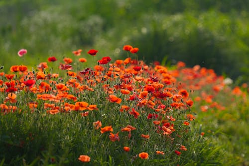 무료 꽃, 바탕화면, 빨간의 무료 스톡 사진