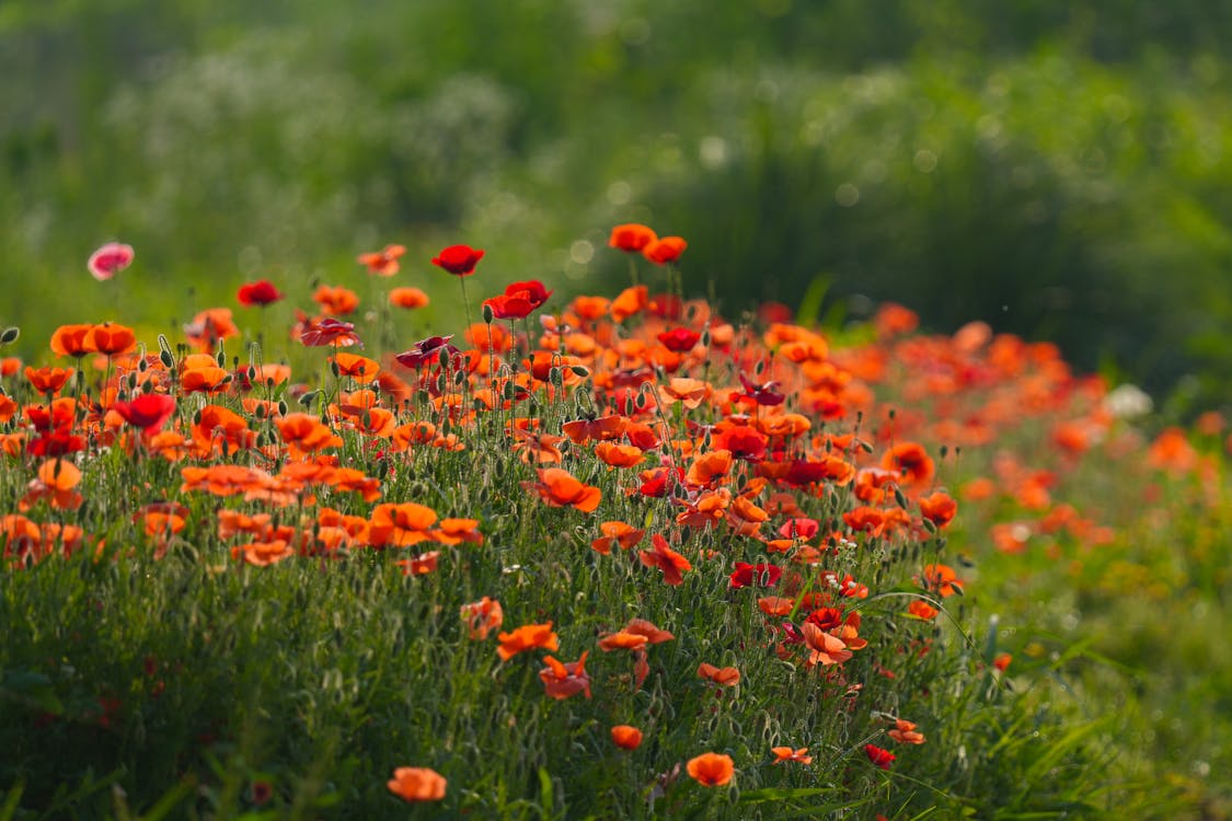 Red Poppy Flowers