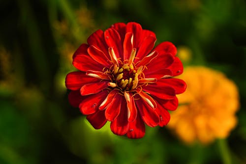 A Red Common Zinnia