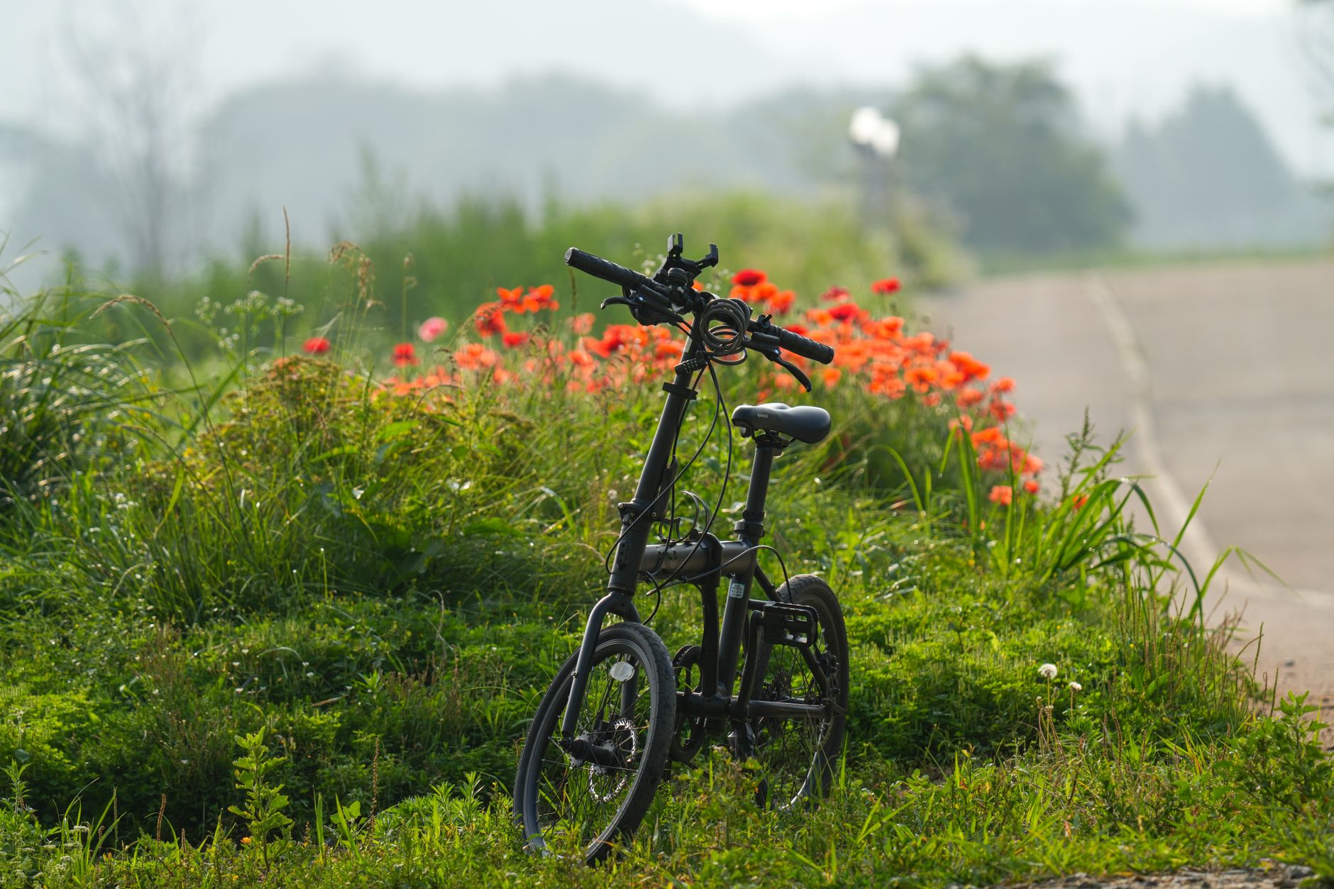 Black folding bicycle parked alongside vivid red wildflowers on a peaceful country road.