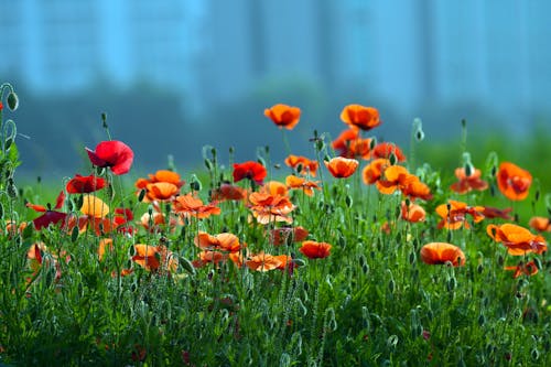 Close up of Poppies 