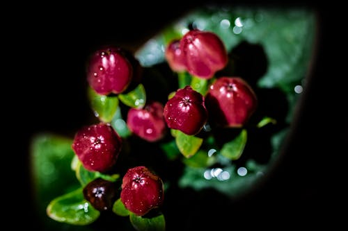 Immagine gratuita di blumen, fiori, flowerpower