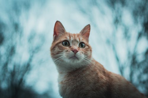 주황색 줄무늬 고양이의 선택적 초점 사진